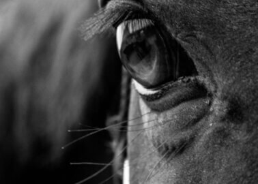 Springwell Bay and Corbetts Cross Killed at the Cheltenham Festival 2025