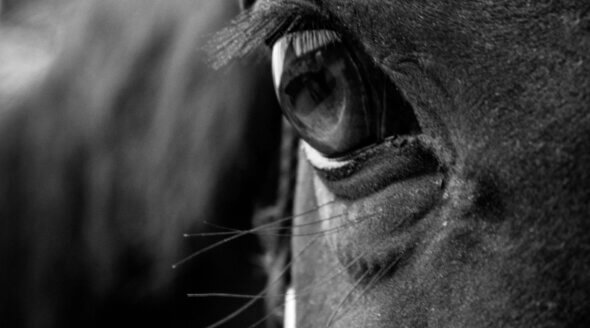 Springwell Bay and Corbetts Cross Killed at the Cheltenham Festival 2025