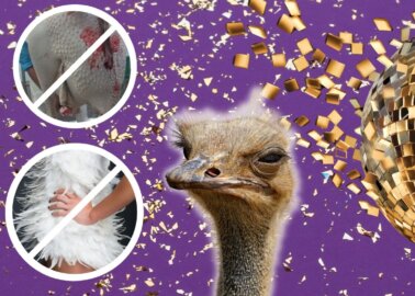 Good News! ‘Strictly Come Dancing’ To Go Feather-Free