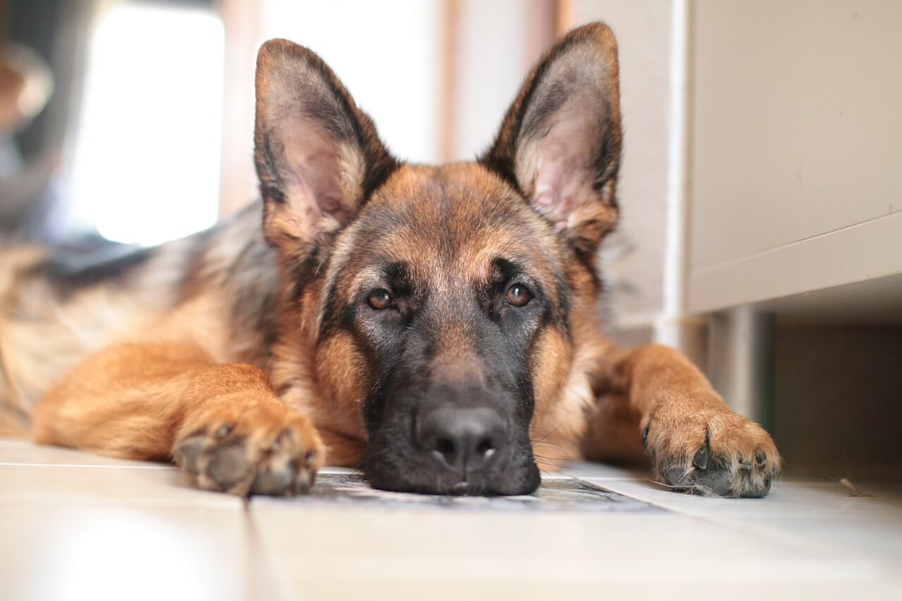 5 Health Issues That Plague German Shepherds
