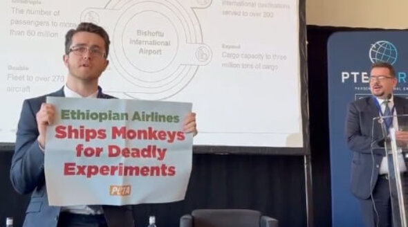 PETA Urges Ethiopian Airlines to Stop Flying Monkeys to Laboratories