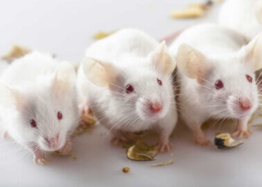 Unilever Stands Against Experiments on Animals