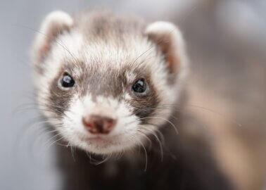 Ferrets for Sale? Why You Should Never Buy Ferrets