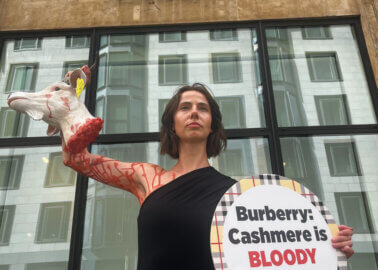Burberry’s Cashmere Sales Draw ‘Bloody’ PETA Display at Shareholder Meeting