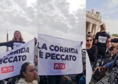 PETA Urges the Pope to Cut the Catholic Church’s Shameful Ties With Bullfighting