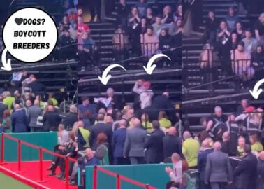 Breaking: Wheelchair User Peacefully Protesting Crufts Brutally Attacked by Security