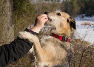 Vegan Diet for Dogs