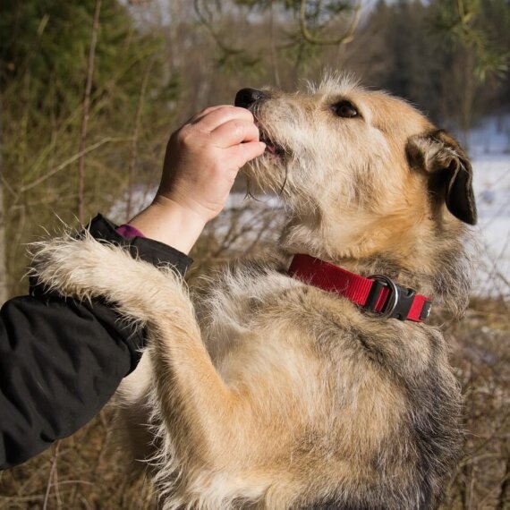 Vegan Diet for Dogs