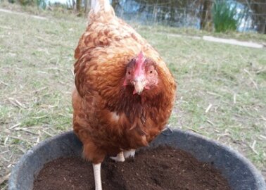 Powys Hen Crowned ‘Best Chicken’