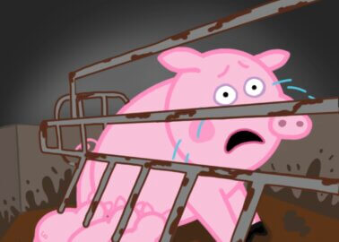 No Muddy Puddles for Real-Life ‘Mummy Pigs’ Killed for Food