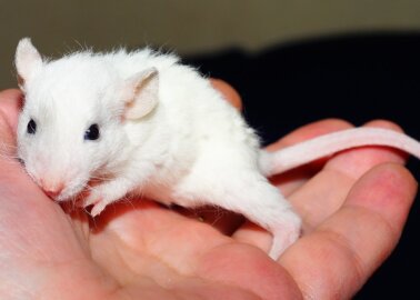 Female Rats Strangled in Domestic Violence Test