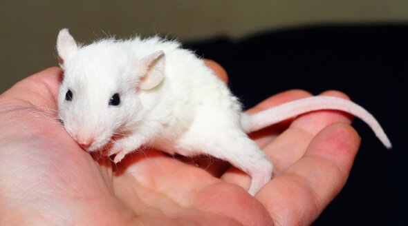 Female Rats Strangled in Domestic Violence Test