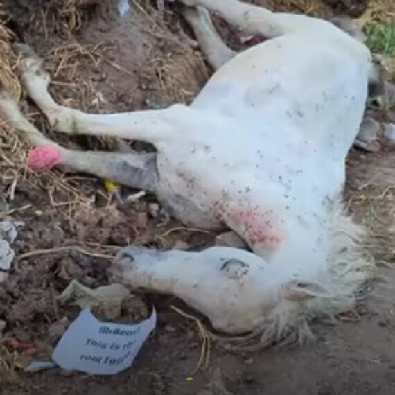 Urge Travel Companies to Reject Egypt’s Animal Abuse