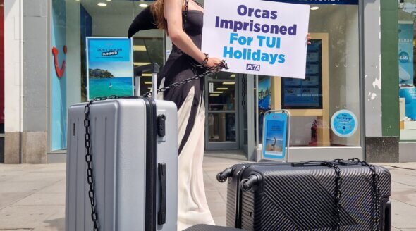 PETA’s Campaign to End TUI’s Support of Orca Abuse