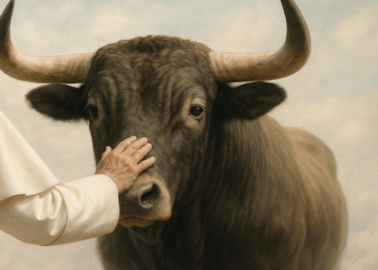 PETA Urges New Pope Leo XIV to Honour Pope Francis, End Church Support for Bloody Bullfights