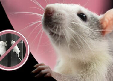 Good News for Mice and Rats! Creative Biolabs Drops Cruel Forced Swim Test