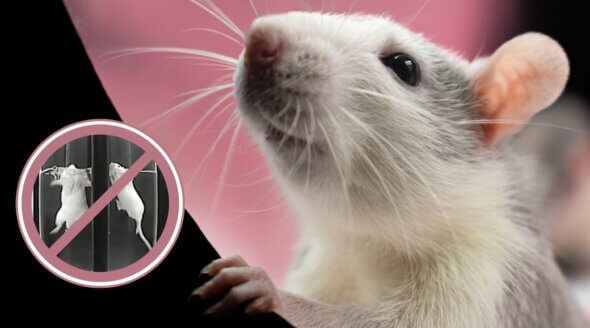 Good News for Mice and Rats! Creative Biolabs Drops Cruel Forced Swim Test