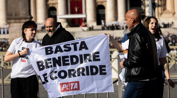 PETA Urges Pope Leo XIV to End Catholic Church’s Support for Bloody Bullfights