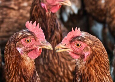 1,800 Chickens Are Killed in a Heartbeat
