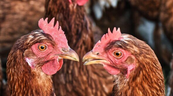 1,800 Chickens Are Killed in a Heartbeat