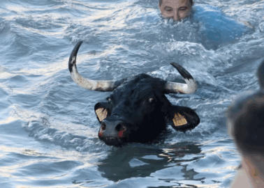 Help Bulls Tormented in Spain’s Seaside Festivals