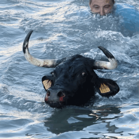 Help Bulls Tormented in Spain’s Seaside Festivals