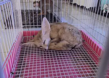 Hell on Earth: Animals Are Dying in Pain at Bangkok’s Chatuchak Market