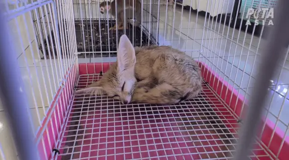 Hell on Earth: Animals Are Dying in Pain at Bangkok’s Chatuchak Market