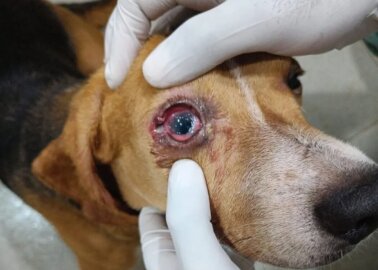 Wounded Beagles and Bloody Pigs Found in Indian Laboratory