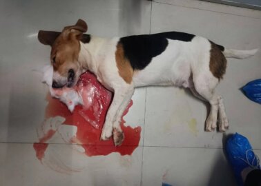 Wounded Beagles and Bloody Pigs Found in Indian Laboratory