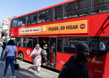 Go Vegan, London: What Chickens Want You to Know About Your Takeaway