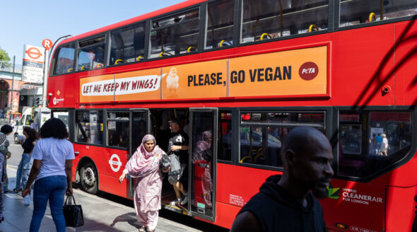 Go Vegan, London: What Chickens Want You to Know About Your Takeaway