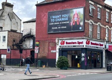 Go Vegan, London: The Chicken Above Roosters Spot Has a Message