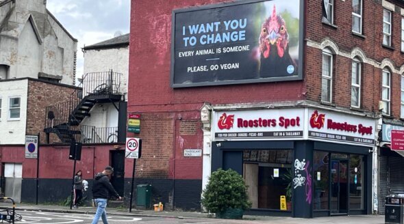 Go Vegan, London: The Chicken Above Roosters Spot Has a Message