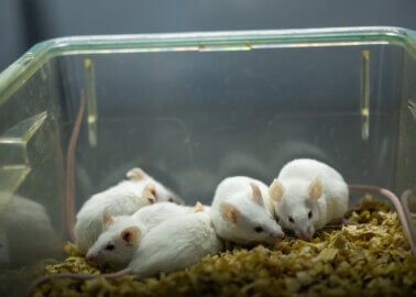 Help End Cruel Sepsis Experiments on Animals