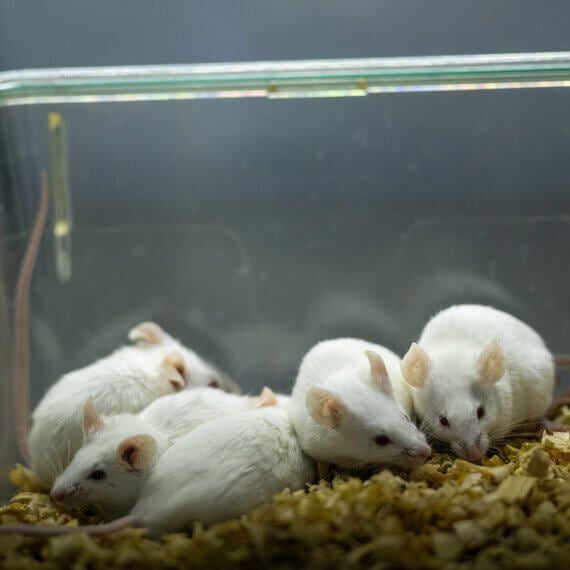Help End Cruel Sepsis Experiments on Animals