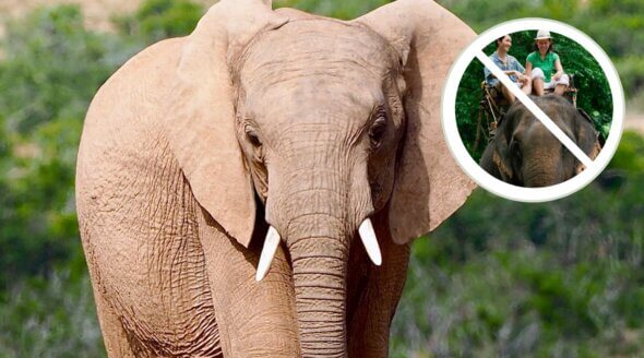 HUGE Win! Carnival Corporation Cancels Cruel Elephant Encounters