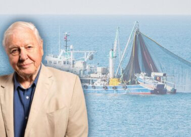 Bottom Trawling – a Hot Topic, and Certain Death for Fish and the Planet