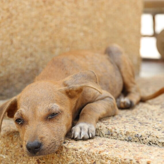 Urge FIFA to Help Stop the Slaughter of Cats and Dogs in Morocco!