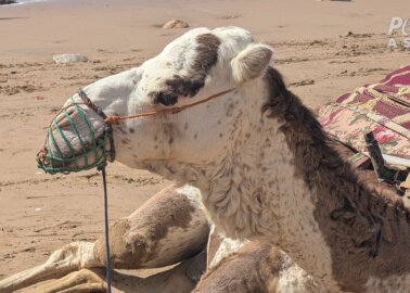 Morocco’s Tourism Exposed: Camels Beaten and Slaughtered