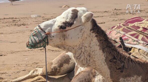 Morocco’s Tourism Exposed: Camels Beaten and Slaughtered