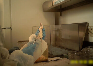 Disturbing Facts About Sepsis Experiments on Animals