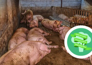 Urge the Government to Stop Forcing Schools to Serve Meat