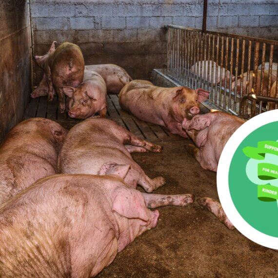 Urge the Government to Stop Forcing Schools to Serve Meat