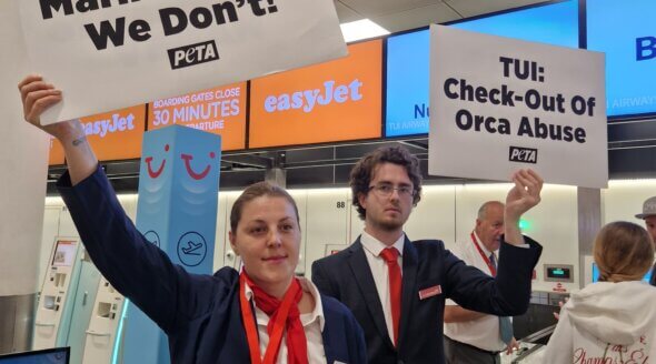 PETA’s Campaign to End TUI’s Support of Orca Abuse