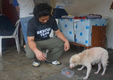 Homes Submerged. Streets Turned into Rivers. Animals Clinging to Hope.