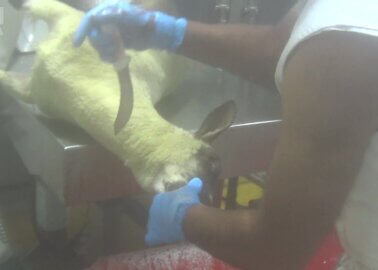 Shearing Shed to Abattoir: Sheep’s Throat Slit After Wool Abuse