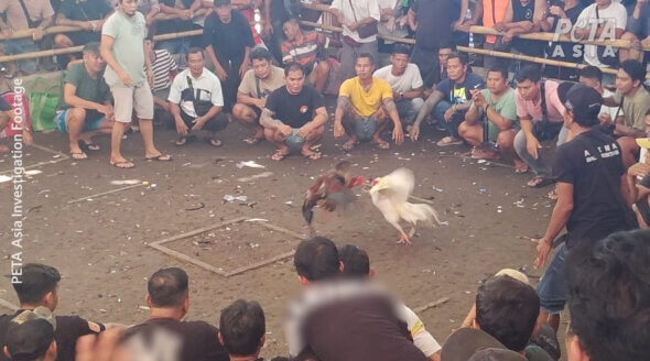 Vacation Nightmare: Bali Cab Drivers Promote Illegal Animal Fights to Tourists