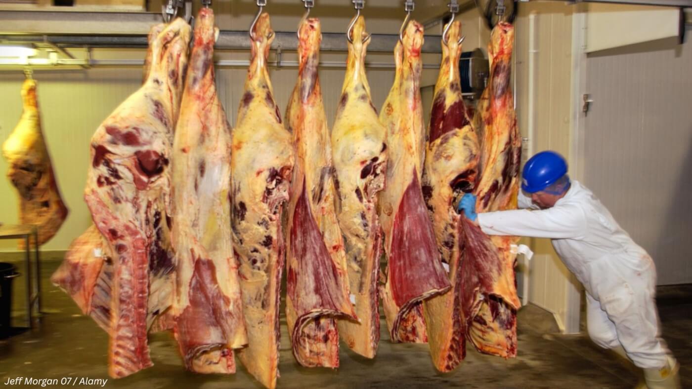 Abattoir staff member delivers butchered whole organic pig to freezer room British farming