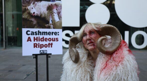 London Fashion Week: PETA Founder Exposes Cashmere Cruelty